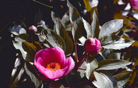 Peònia ("Paeonia mascula")