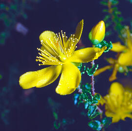 Estepa joana ("Hypericum balearicum")