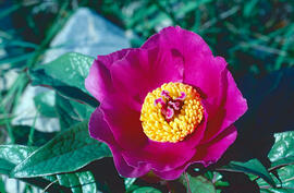 Peònia ("Paeonia mascula")