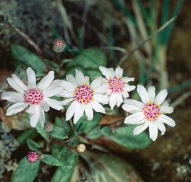 Margalideta de la mar ("Senecio rodriguezii")