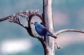 Pàssera ("Monticola solitarius")