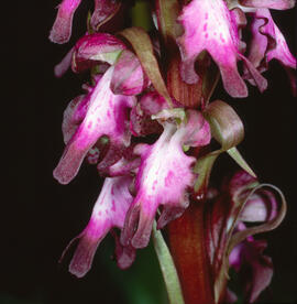 Mosques grosses ("Himantoglossum robertianum")
