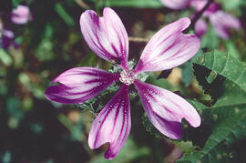 Malva ("Malva arborea")