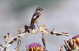 Vitrac ("Saxicola rubicola")