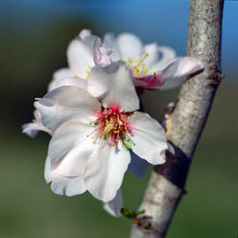 Flor d'ametller ("Prunus dulcis")