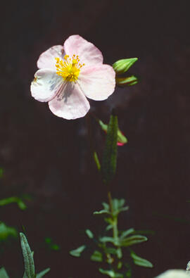 Perdiguera ("Helianthemum apenninum")