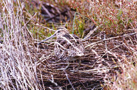 Cegall ("Gallinago gallinago")