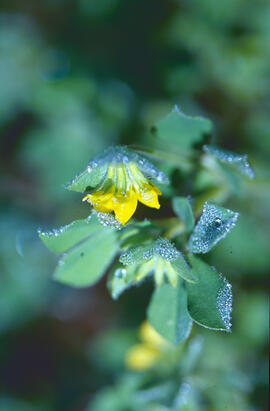 Agrella ("Oxalis corniculata")