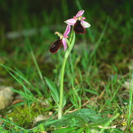Mosca vermella ("Ophrys tenthredinifera")