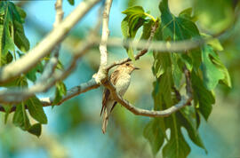 Picamosques ("Muscicapa striata")