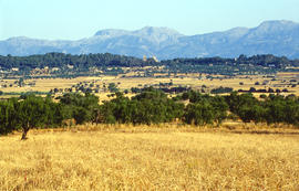 Del pla a la muntanya