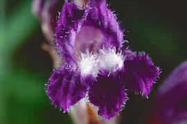 Espàrec bord ("Orobanche ramosa")