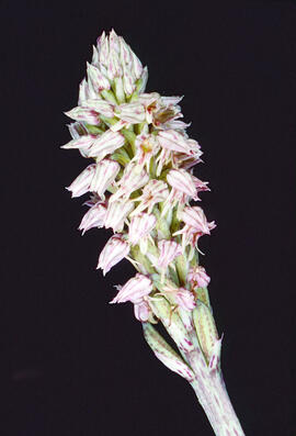 Orquídia ("Neotinea tridentata")