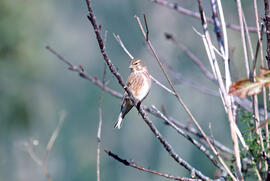 Picamosques ("Muscicapa striata")