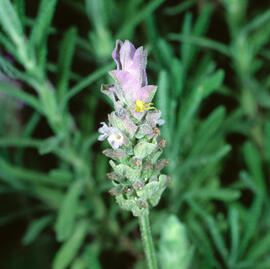 Lavanda ("Lavandula dentata")