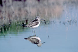 Camaverda ("Tringa nebularia")