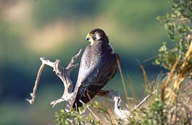 Falcó ("Falco peregrinus")