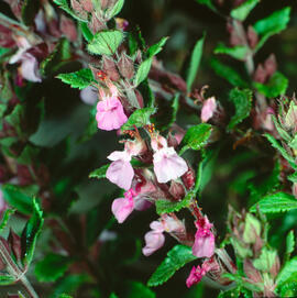 Alzineta ("Teucrium chamaedrys")