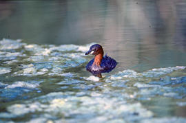 Setmissó ("Tachybaptus ruficollis")