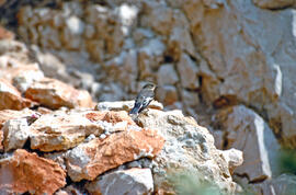 Picamosques ("Muscicapa striata")