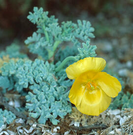 Carxofera de prat ("Glaucium flavum")