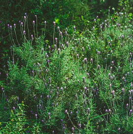 Lavanda ("Lavandula dentata")