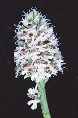Orquídia ("Neotinea tridentata")
