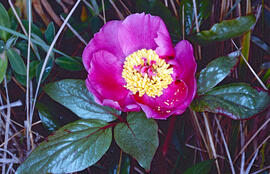 Peònia ("Paeonia mascula")