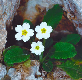 Primavera blanca ("Primula vulgaris")