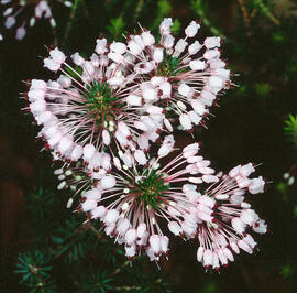 Bruc d'hivern ("Erica multiflora")