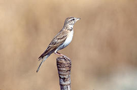 Pardal roquer ("Petronia petronia")