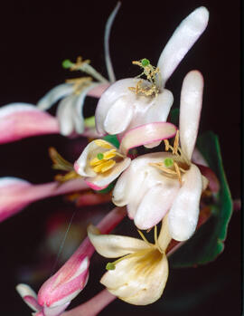 Ravenissa blanca ("Diplotaxis erucoides")