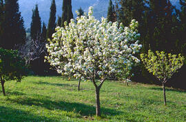 Ametller ("Prunus dulcis")