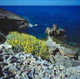 "Helichrysum massanellanum"