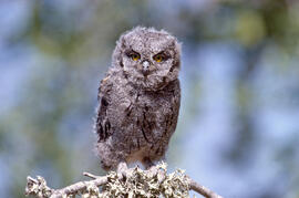 Mussol petit ("Otus scops")