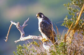 Falcó ("Falco peregrinus")