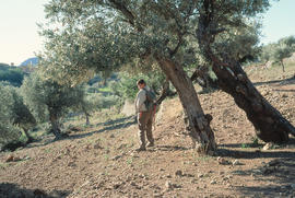 Regant les oliveres