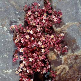 Crespinell ("Sedum smallii")