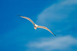Gavina roja ("Larus audouinii")