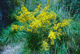 Ginesta ("Retama sphaerocarpa")