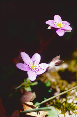 Herba fetgera ("Hepatica nobilis")