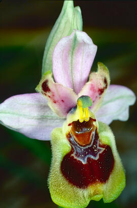 Mosca vermella ("Ophrys tenthredinifera")