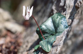 Engreixaporcs ("Cyclamen balearicum")