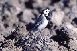 Xàtxero blanc ("Motacilla alba")