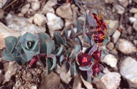 Lletrera visquera ("Euphorbia characias")