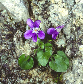 "Viola hirta"