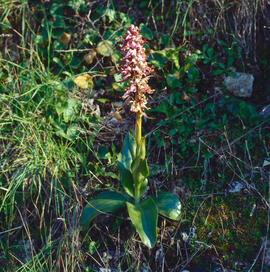 Mosques grosses ("Himantoglossum robertianum")