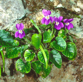 Viola d'olor ("Viola odorata")