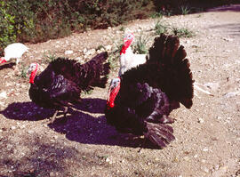 Indiots ("Meleagris gallopavo")