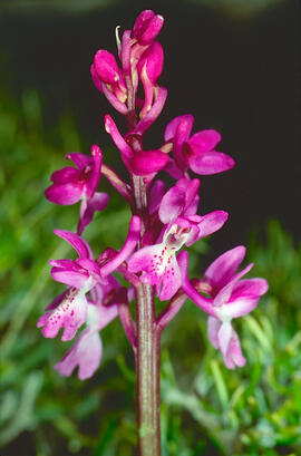 Orquídia ("Orchis mascula")
